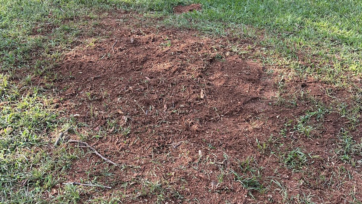 The same spot in the lawn with the stump gone, the grindings raked level and grass coming back through
