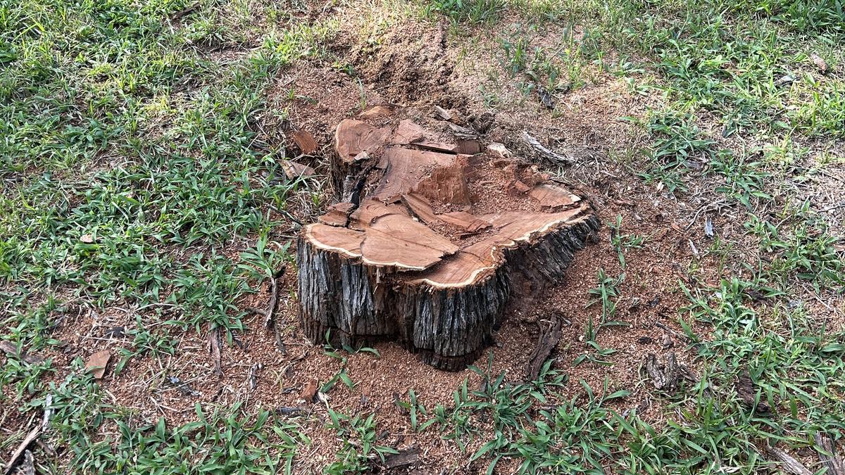 A freshly cut hardwood stump sitting in a mown lawn with bare soil disturbed around its base